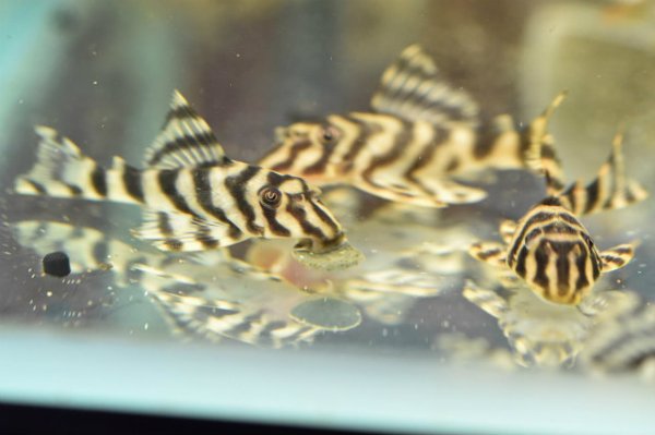 画像4: プレコ ＆ キャットフィシュ アルジ・ウェハース　５０ｇ (4)