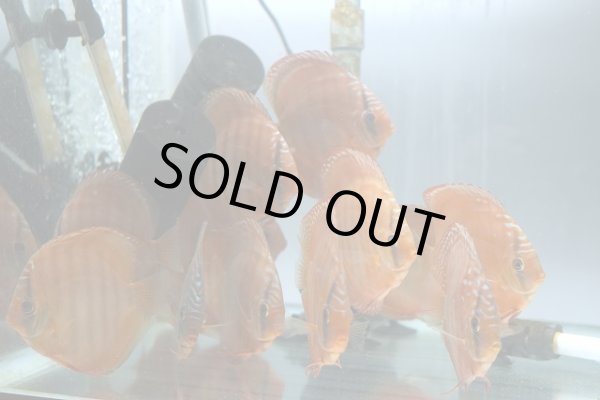 2024-11-12水槽写真