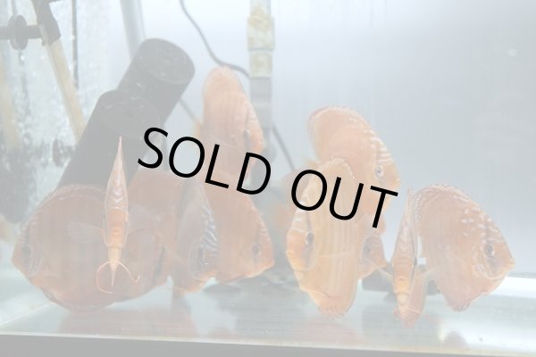 2024-11-12水槽写真