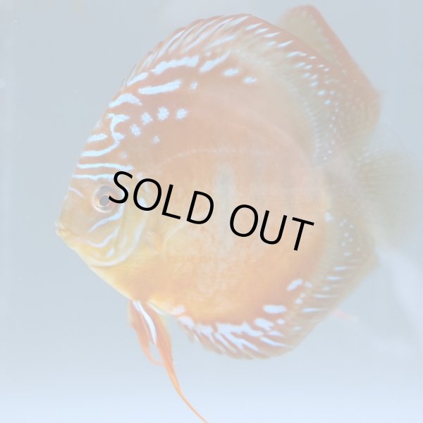 Bleher's Discus １・2巻セット　ディスカス Bleher's Discus 1・2巻セット ディスカス Bleher's Discus