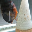 2025-05-10孵化確認