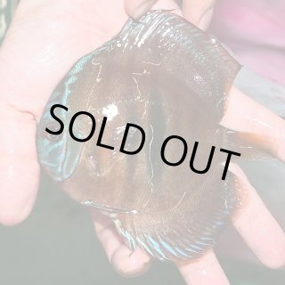 ディスカスの販売・飼育用品ショップ【チャオチャオ】