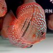 参考魚写真