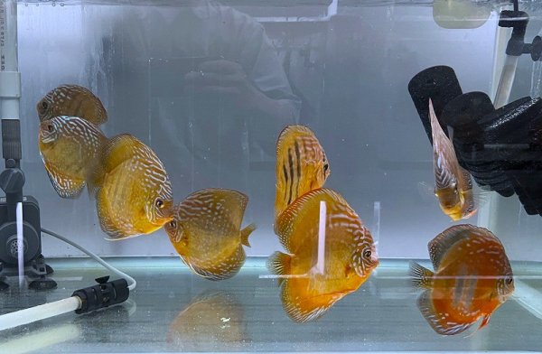 2025-07-15撮影 水槽内写真