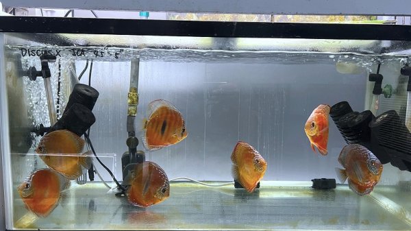 画像8: ワイルドクロス・イサレッド（ICA RED)　１２－１３ｃｍ　２（S) (8)