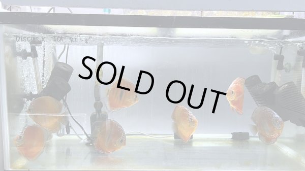 画像7: ワイルドクロス・イサレッド（ICA RED)　１２－１３ｃｍ　４ (7)