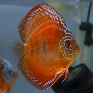 ディスカスの販売・飼育用品ショップ【チャオチャオ】