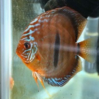 洋書　THE ATLAS OF DISCUS ディスカス　大型本 洋書 THE ATLAS OF DISCUS ディスカス 大型本