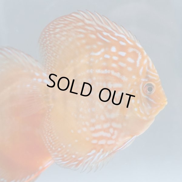 2025年8月9日撮影