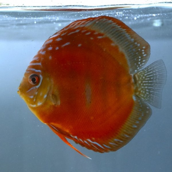 2025年8月9日撮影