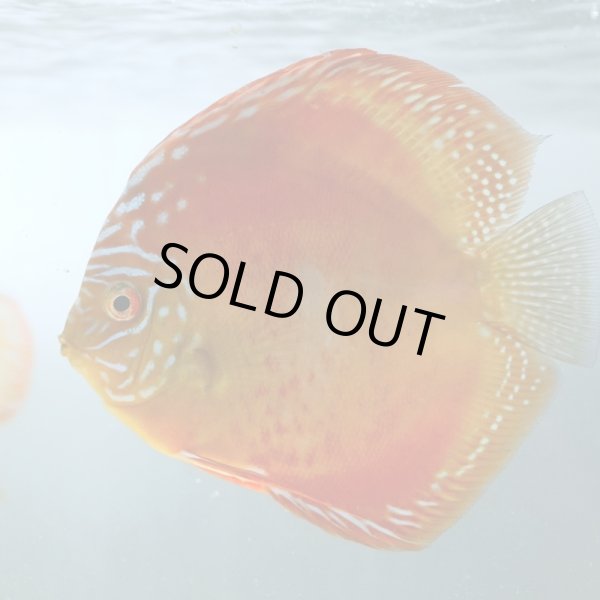 2025年8月9日撮影