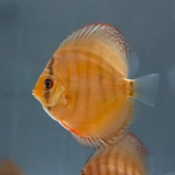 2025-09-20撮影　参考個体