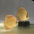 画像1: ＲＳＧ  ８ー９ｃｍ　ＳAクラス　 (1)