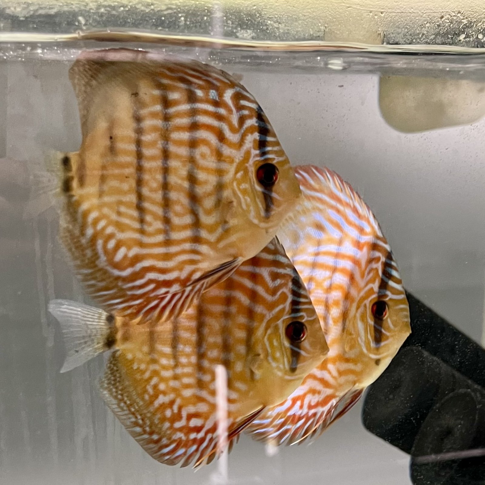 ロートターキス　９－１０ｃｍ　Ｓクラス