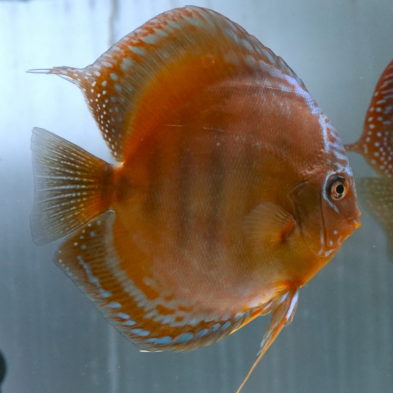 ワイルドクロス・レッドアレンカー　１４ｃｍ＋　２