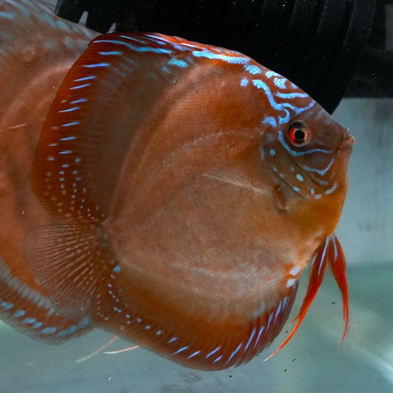 ワイルドクロス・レッドアレンカー　１３－１４ｃｍ　１