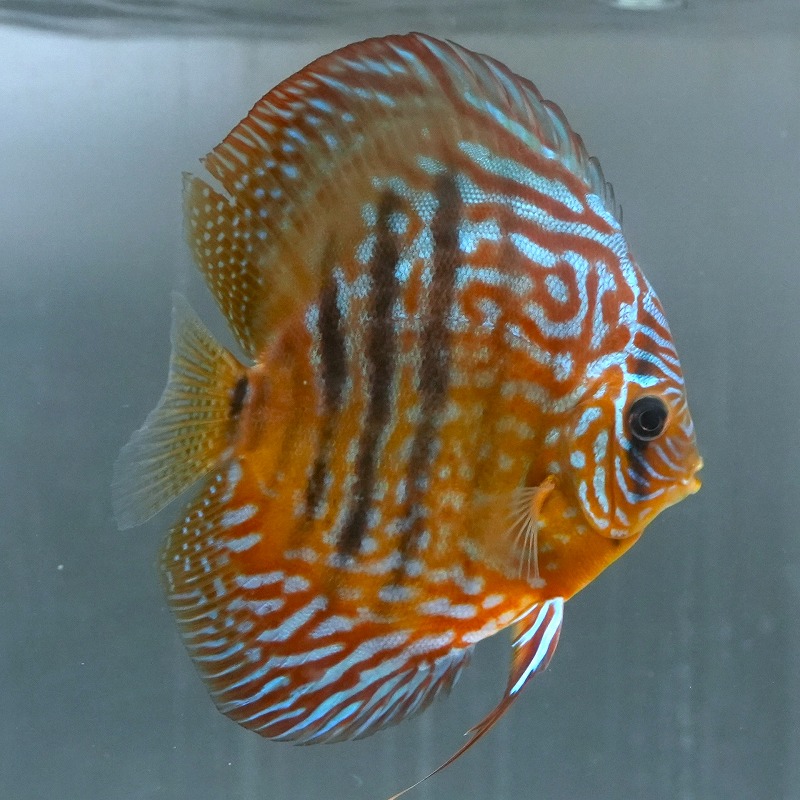 ヘッケルクロスRED　１３ｃｍ＋　１(S)