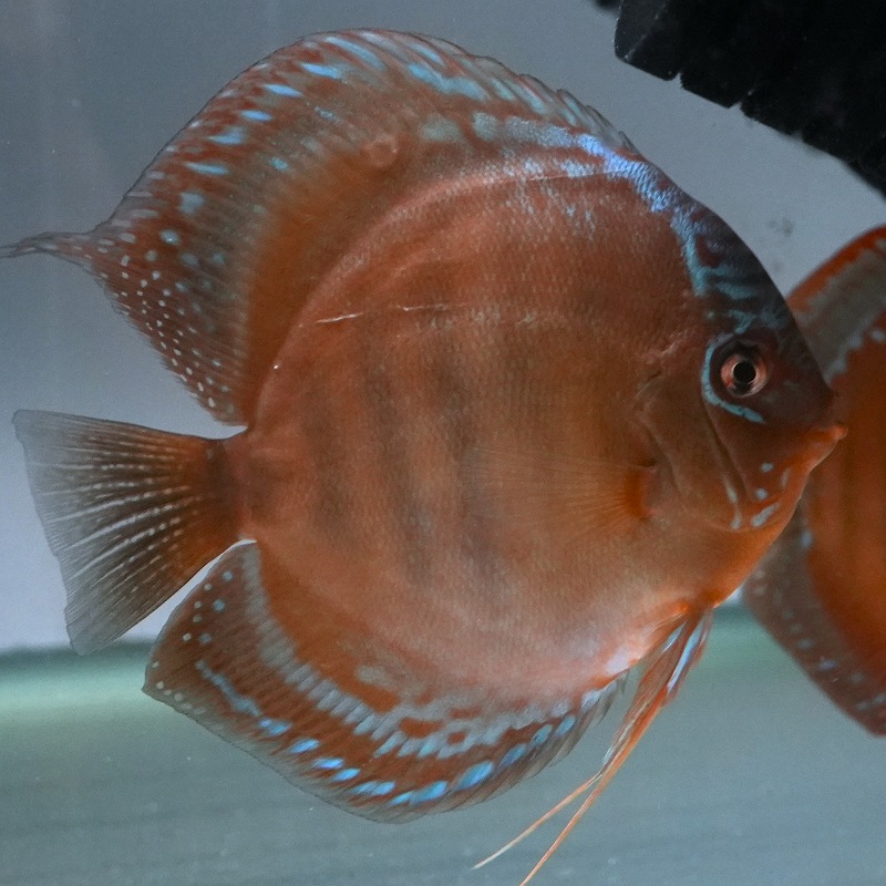 ワイルドクロス・レッドアレンカー　１４ｃｍ＋　２