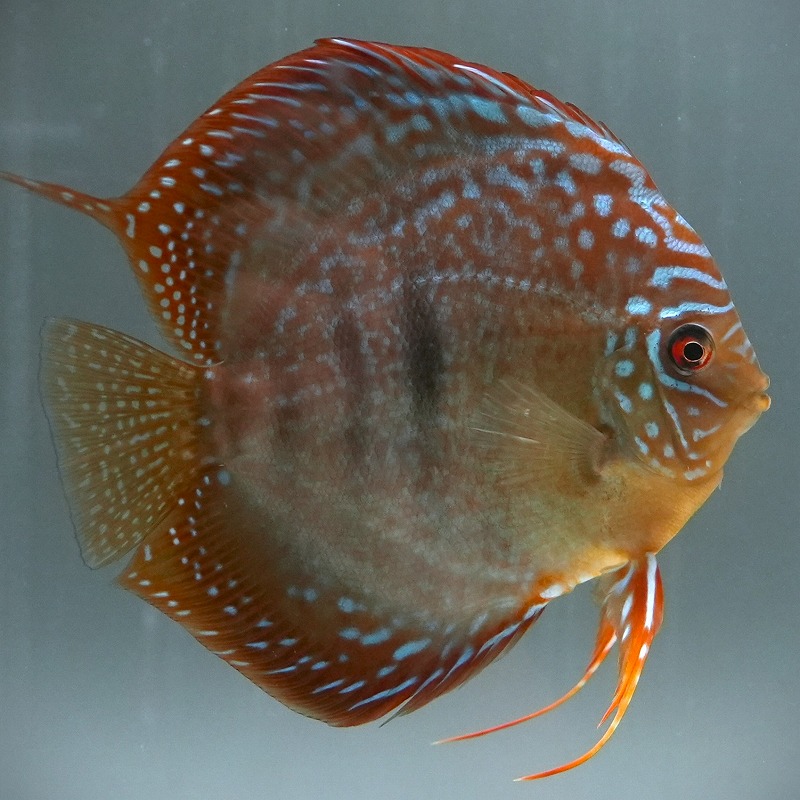 ワイルドクロス・レッドアレンカー　１３－１４ｃｍ　５