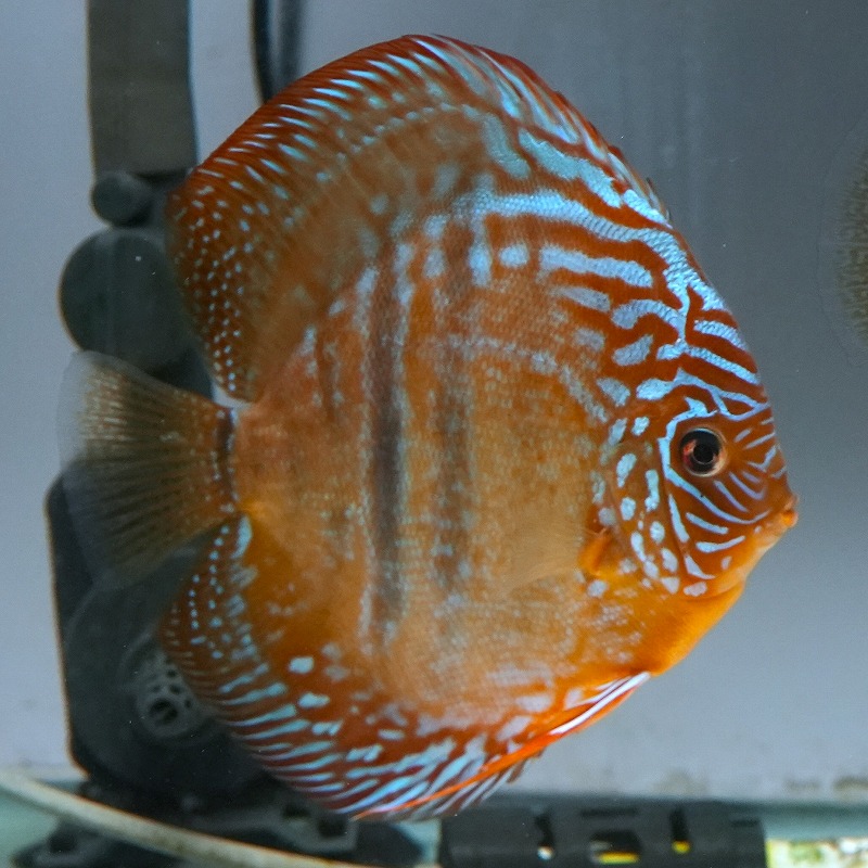ヘッケルクロスRED　１４ｃｍ＋　３(S)