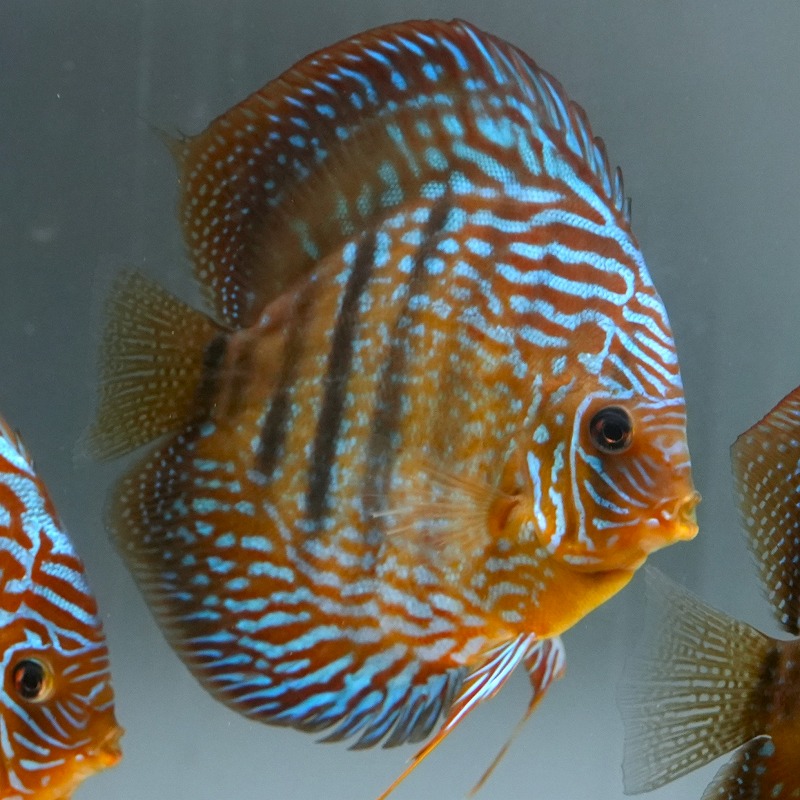 ヘッケルクロスRED　１４ｃｍ＋　４(S)