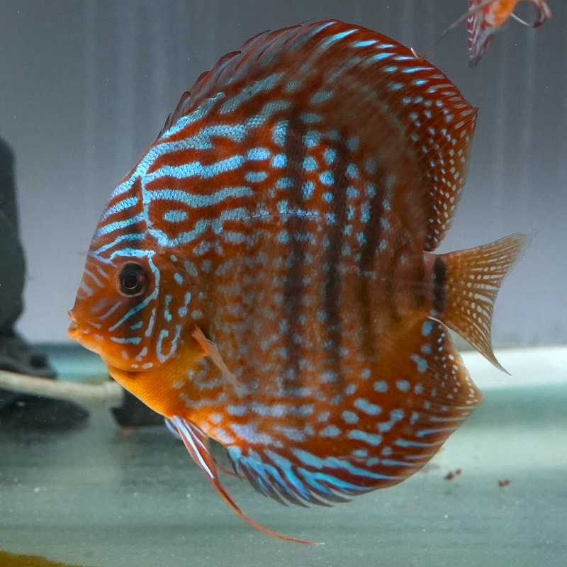 ヘッケルクロスRED　１４ｃｍ＋　２