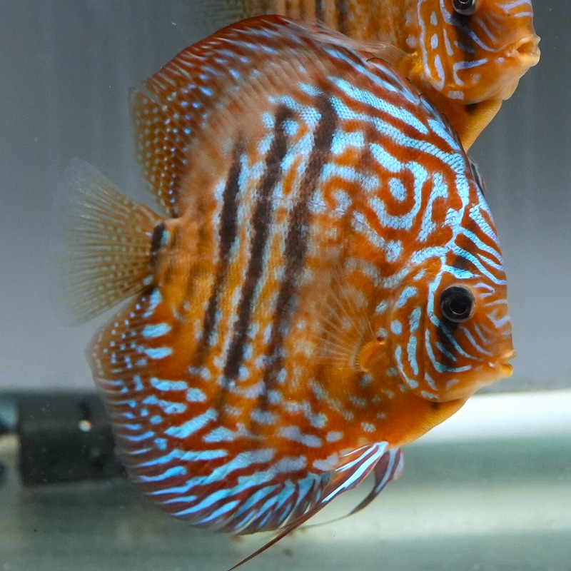 ヘッケルクロスRED　１３ｃｍ＋　３