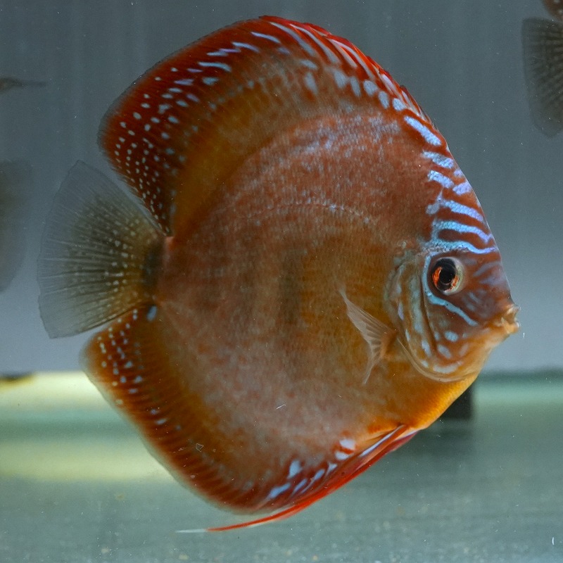 ワイルドクロス・レッドアレンカー　１３－１４ｃｍ　４（S)