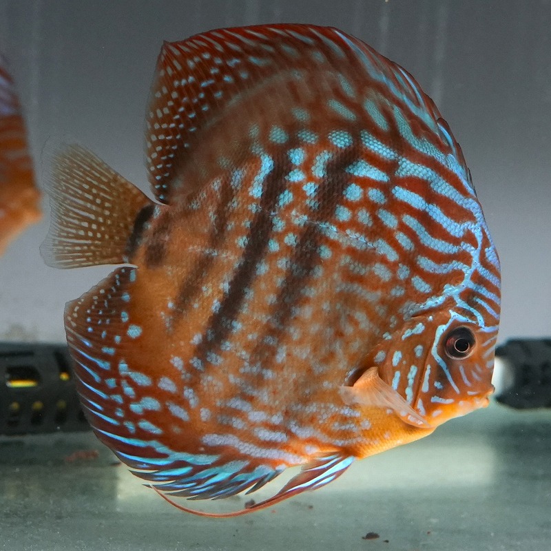 ヘッケルクロスRED　１４ｃｍ＋　２